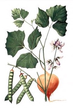 Pachyrhizus erosus Yam Bean, Jicama, Mexican Yam